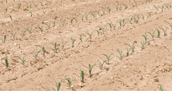 玉米药害用什么解药(玉米药害解救方法)