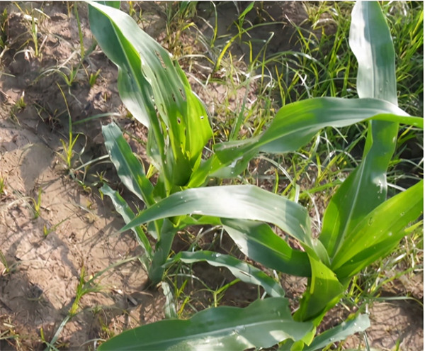 玉米药害用什么解药(玉米药害解救方法)