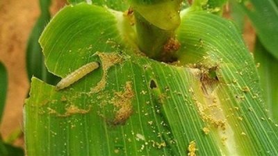 ​草地贪夜蛾的危害特征及防治方法