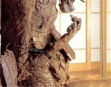 ​日本藏有世界最大美人鱼木乃伊 现已有1000多年历史