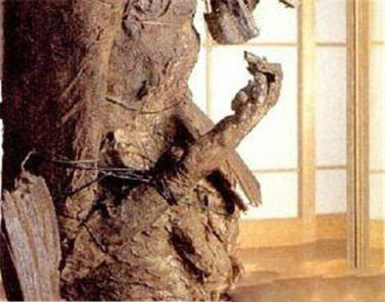 日本藏有世界最大美人鱼木乃伊 现已有1000多年历史