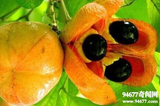 盘点世界十大奇异水果，莲雾长得像红辣椒味道却很甜  世界之最  第1张