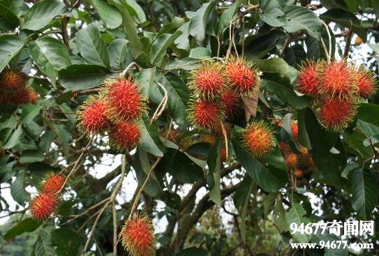 盘点世界十大奇异水果，莲雾长得像红辣椒味道却很甜  世界之最  第4张