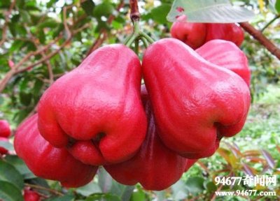 ​盘点世界十大奇异水果，莲雾长得像红辣椒味道却很甜