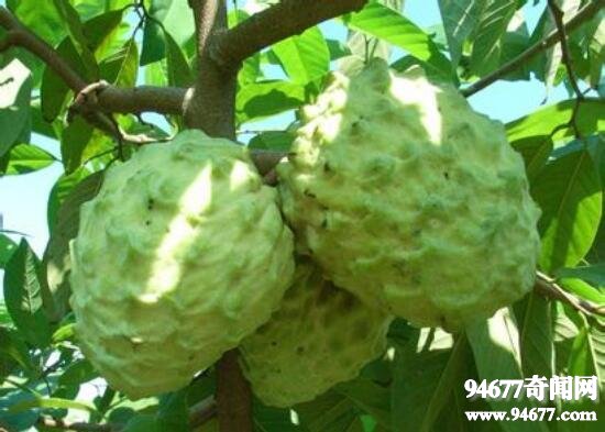 盘点世界十大奇异水果，莲雾长得像红辣椒味道却很甜  世界之最  第2张