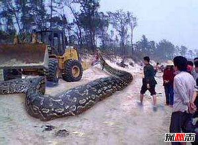 ​山东真实的蛇化龙事件 蛇渡劫真实性有待考证（假的）