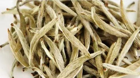 煮老白茶上火还是去火