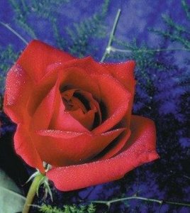 ​玫瑰花朵数的含义(玫瑰花朵的含义和代表)