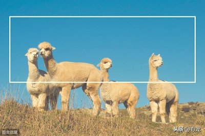 ​羊驼吃什么食物为主（骆驼主要吃一些什么食物）