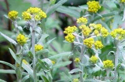 ​鼠耳草淡黄香清，无心草纯真敏锐