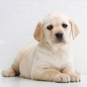 ​母狗产后吃什么补充营养（产后的母狗吃什么东西）