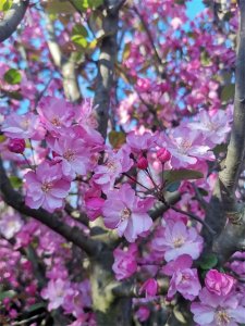 ​美爆了！春天就要来看看这些繁花似锦的海棠，21种美丽海棠欣赏