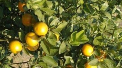 ​皇帝柑功效与作用（皇帝柑的功效和作用 皇帝柑的营养价值）