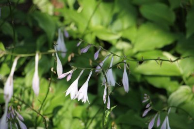 ​玉簪花有哪些品种