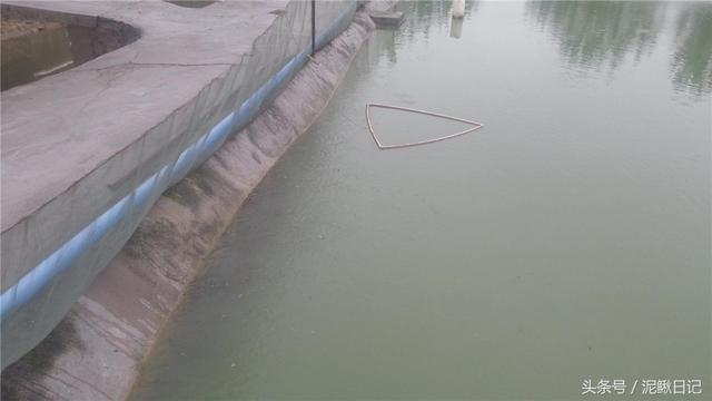 泥鳅苗怎么养才能生长好(养好泥鳅苗学会这四招)(1)