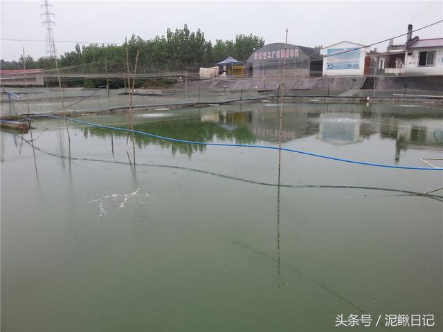 泥鳅苗怎么养才能生长好(养好泥鳅苗学会这四招)(3)