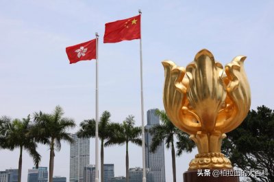 ​香港紫荆花：繁花似锦，盛世风华