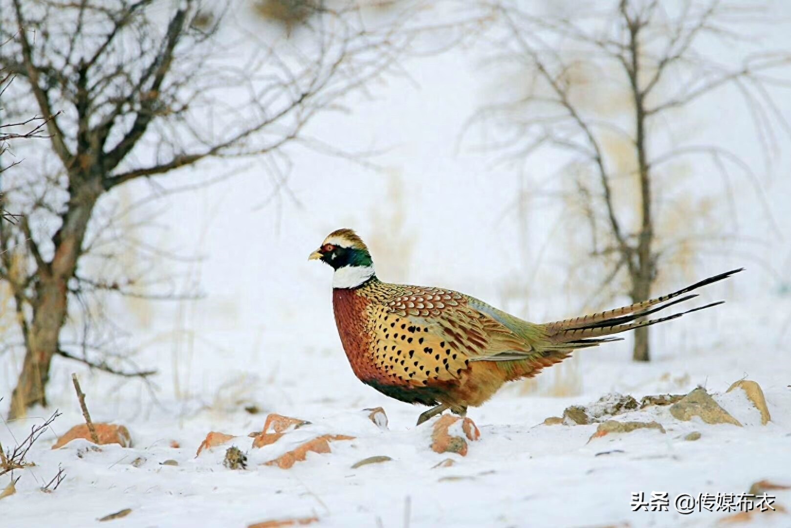 野鸡在大兴安岭比美：雄野鸡气场十足、雌野鸡低调内敛