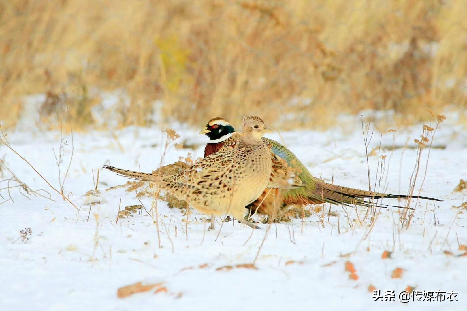 野鸡在大兴安岭比美：雄野鸡气场十足、雌野鸡低调内敛