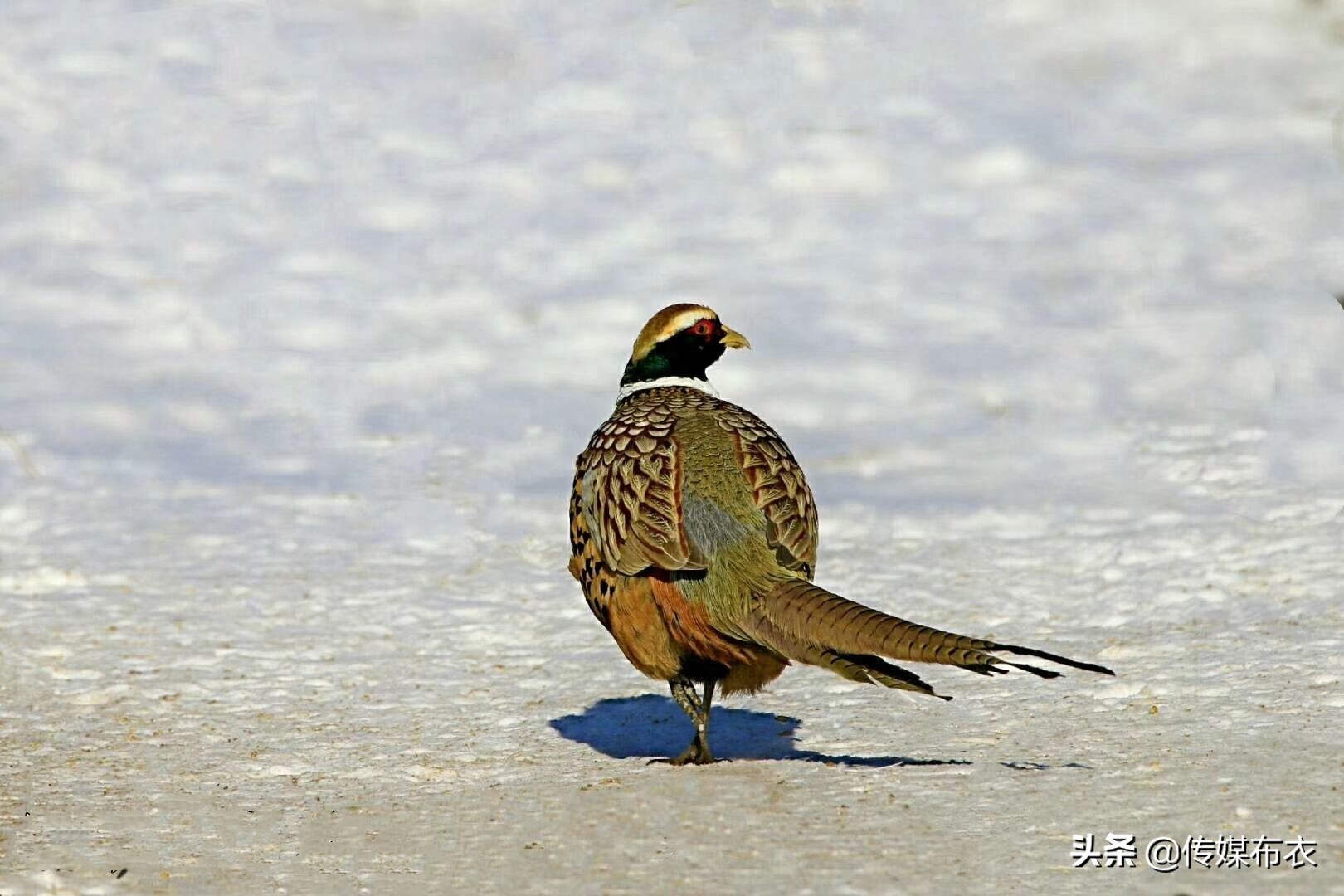 野鸡在大兴安岭比美：雄野鸡气场十足、雌野鸡低调内敛