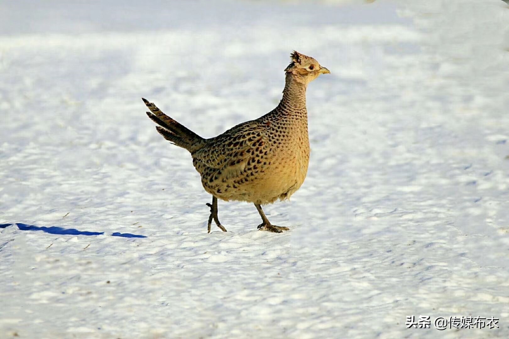 野鸡在大兴安岭比美：雄野鸡气场十足、雌野鸡低调内敛