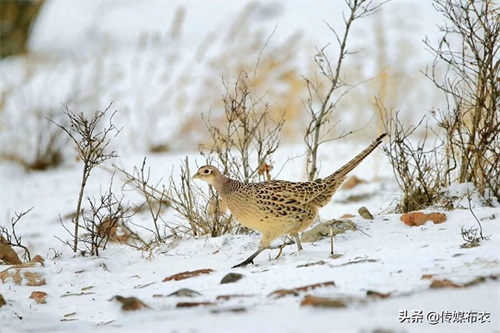 野鸡在大兴安岭比美：雄野鸡气场十足、雌野鸡低调内敛