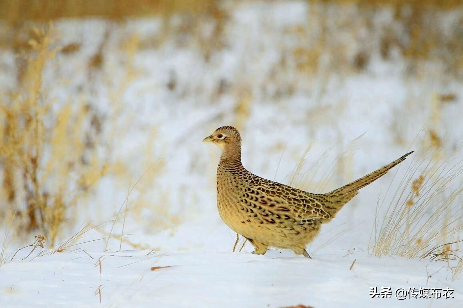 野鸡在大兴安岭比美：雄野鸡气场十足、雌野鸡低调内敛