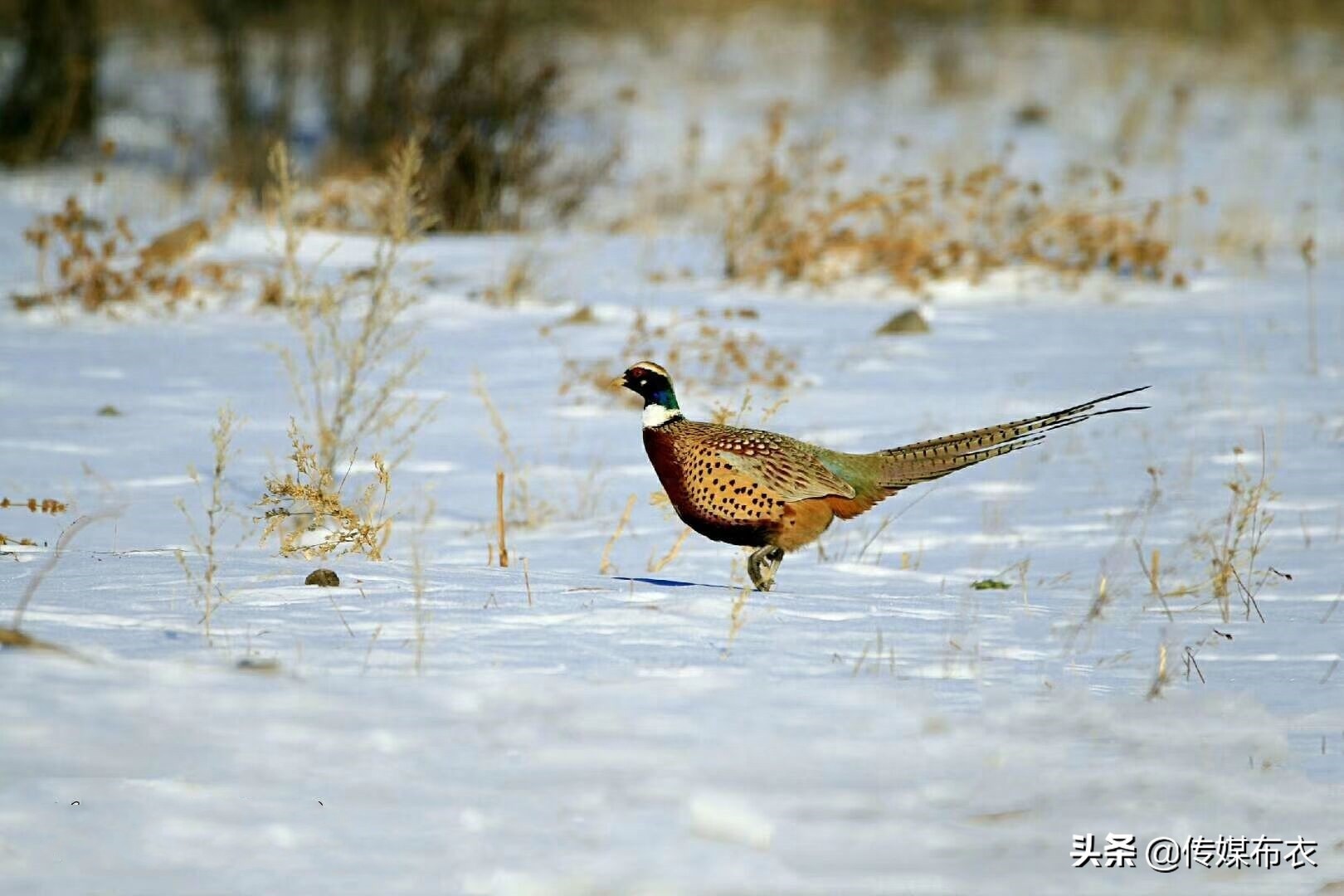 野鸡在大兴安岭比美：雄野鸡气场十足、雌野鸡低调内敛