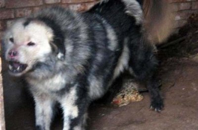 ​据说只有青狼獒可以与之一战，这货到底是狗还是鬼？