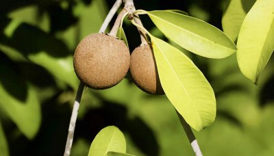 ​人心果：水果中的形心果实