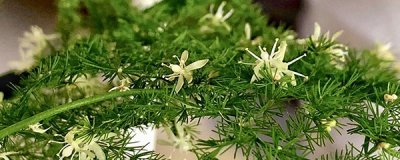 ​文竹为什么要用茶水浇