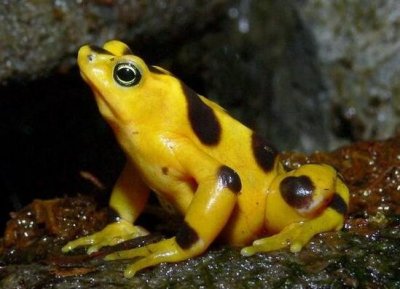 ​最毒的黄金箭毒蛙，一只秒杀20人？