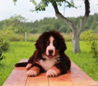​伯恩山犬价格多少钱一只？伯恩山犬和圣伯纳的区别？