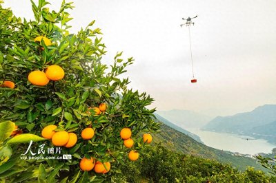 ​湖北秭归：脐橙丰收