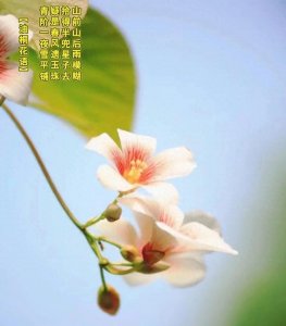 ​每日植物图鉴｜油桐