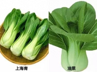​上海青和油菜，买的时候要看仔细了
