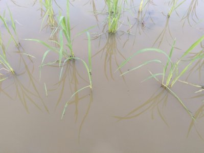 ​水稻象甲虫危害不可掉以轻心，预防做到位，治理也轻松很多