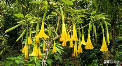 ​县处级(县长)与乡科级(乡长)工资相差多少？