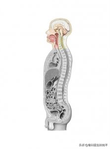 ​解剖图谱｜颈椎骨性结构解剖图谱