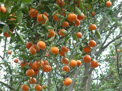 ​柑橘杂谈：红橘
