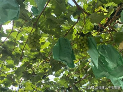 ​果园滴灌技术值得推广，省钱省力，更助力果树茁壮、高产稳产