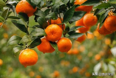 ​砂糖橘产地在哪？一文带你了解其产地和口味！附：广西砂糖橘价格
