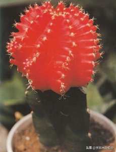 ​花百科（5）：绯牡丹，是仙人掌类室内花卉，不是木本牡丹