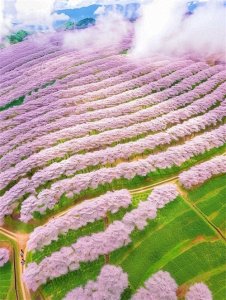 ​探秘蓝色星球上最美的樱花仙境——贵州安顺平坝樱花园