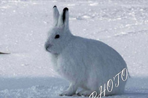 北极的兔子这么萌，你见过么？