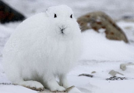 北极的兔子这么萌，你见过么？