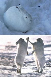 ​北极的兔子这么萌，你见过么？