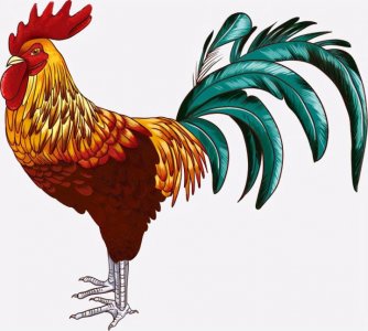 ​公鸡打鸣是什么时辰（一文了解公鸡打鸣所指的时间段）