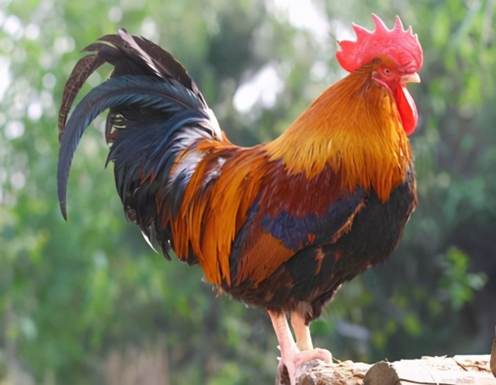 公鸡打鸣是什么时辰（一文了解公鸡打鸣所指的时间段）