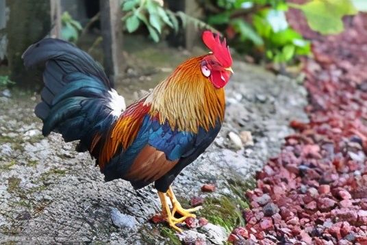 公鸡打鸣是什么时辰（一文了解公鸡打鸣所指的时间段）